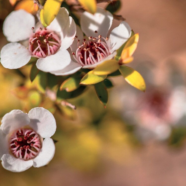 OLIO ESSENZIALE MANUKA 5ml