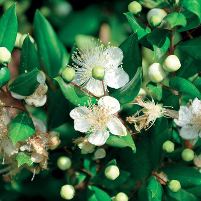 OLIO ESSENZIALE MIRTO 10ml