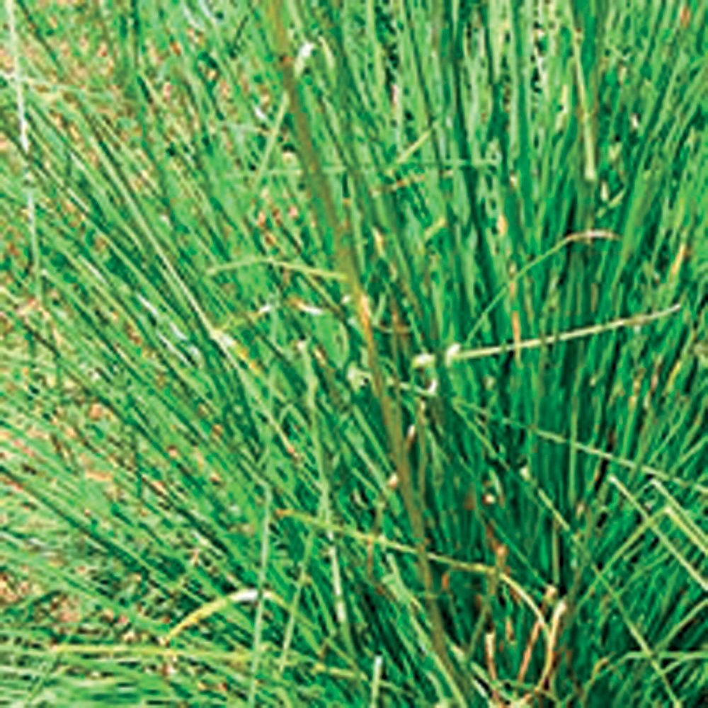 OLIO ESSENZIALE VETIVER 5ml