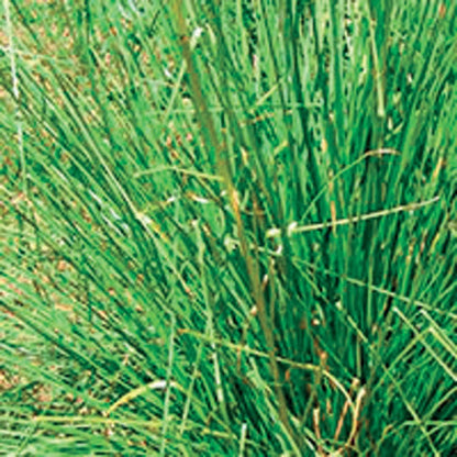 OLIO ESSENZIALE VETIVER 5ml