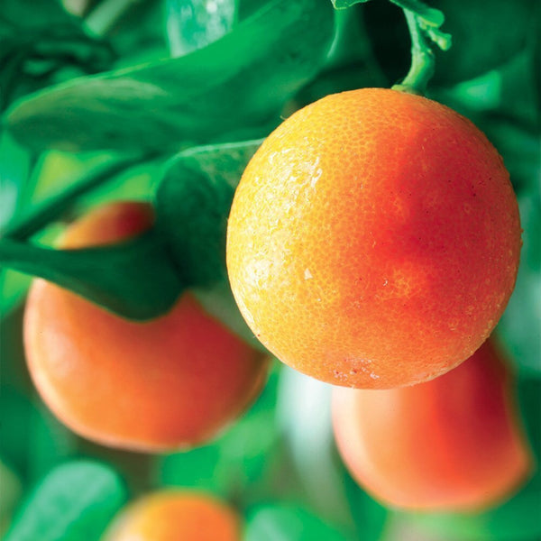 OLIO ESSENZIALE ARANCIO 10ml