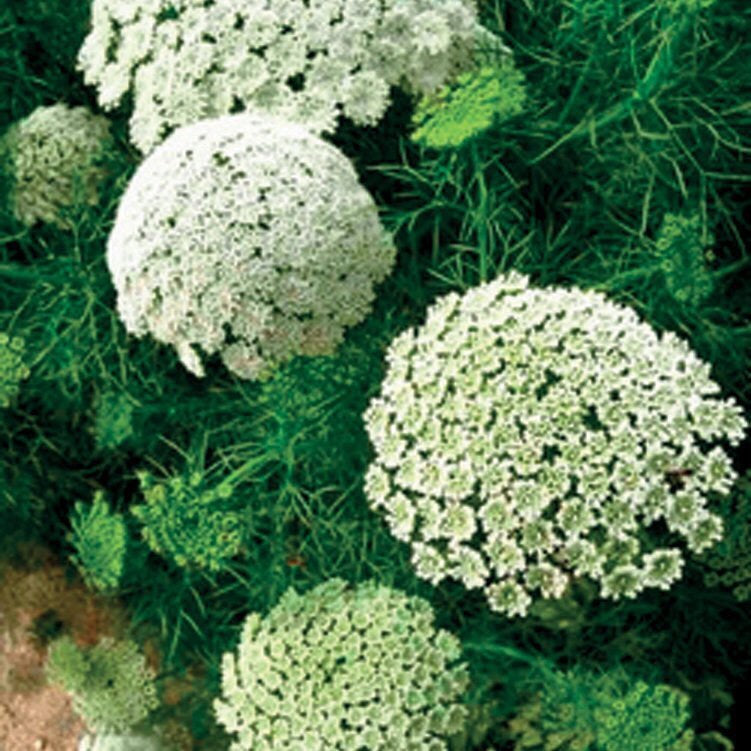 OLIO ESSENZIALE AMNI VISNAGA 2ml