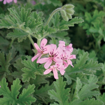 OLIO ESSENZIALE GERANIO ROSA 10ml