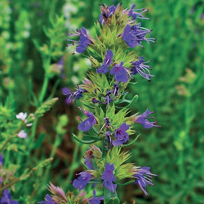 OLIO ESSENZIALE ISSOPO DECUMBENS  5ml