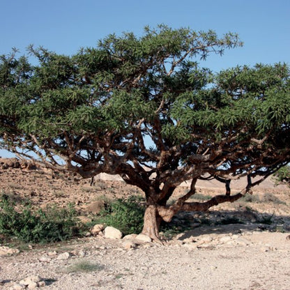 OLIO ESSENZIALE INCENSO 5ml