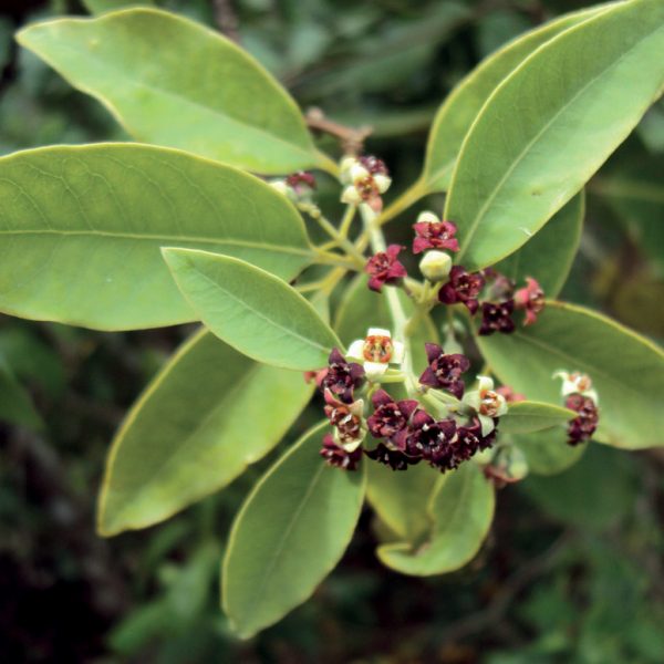 OLIO ESSENZIALE LEGNO DI SANDALO 2ml