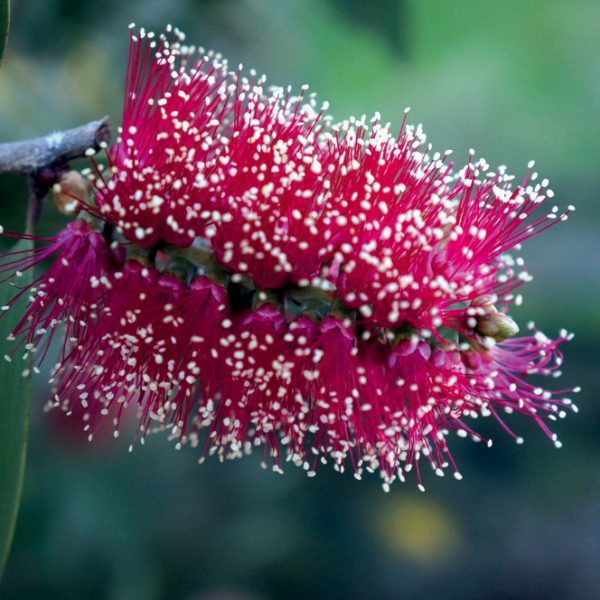 OLIO ESSENZIALE NIAOULI 10ml