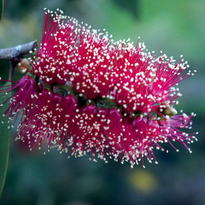 OLIO ESSENZIALE NIAOULI 10ml